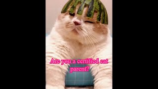Are you a certified cat parent?#cat #catvideos #catsoftiktok #kitten #petsvlog #pets #cute #cutecat