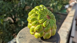 सतफल Custard Apple