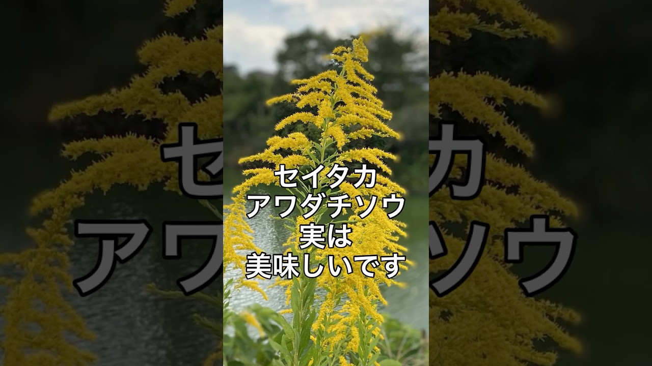 セイタカアワダチソウは美味しく食べることができます！