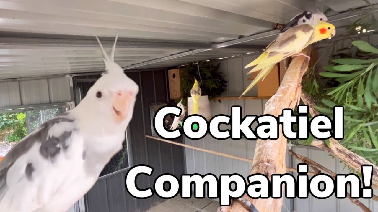 Cockatiel Companion Video! Birds singing, playing and chirping YouTube