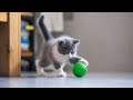 Cute and Funny Kittens # 2