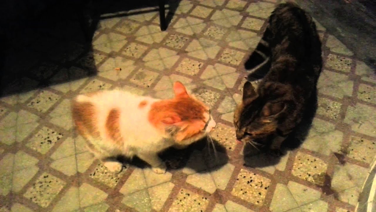 davut diyen kedi YouTube