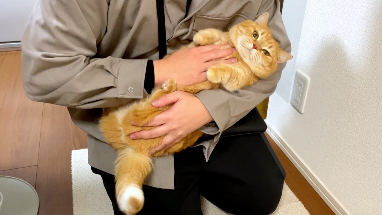 秒でひっくり返されちゃう猫が可愛すぎた！ - YouTube