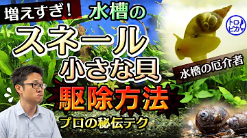 水槽 はんしょくしない貝 Mp3