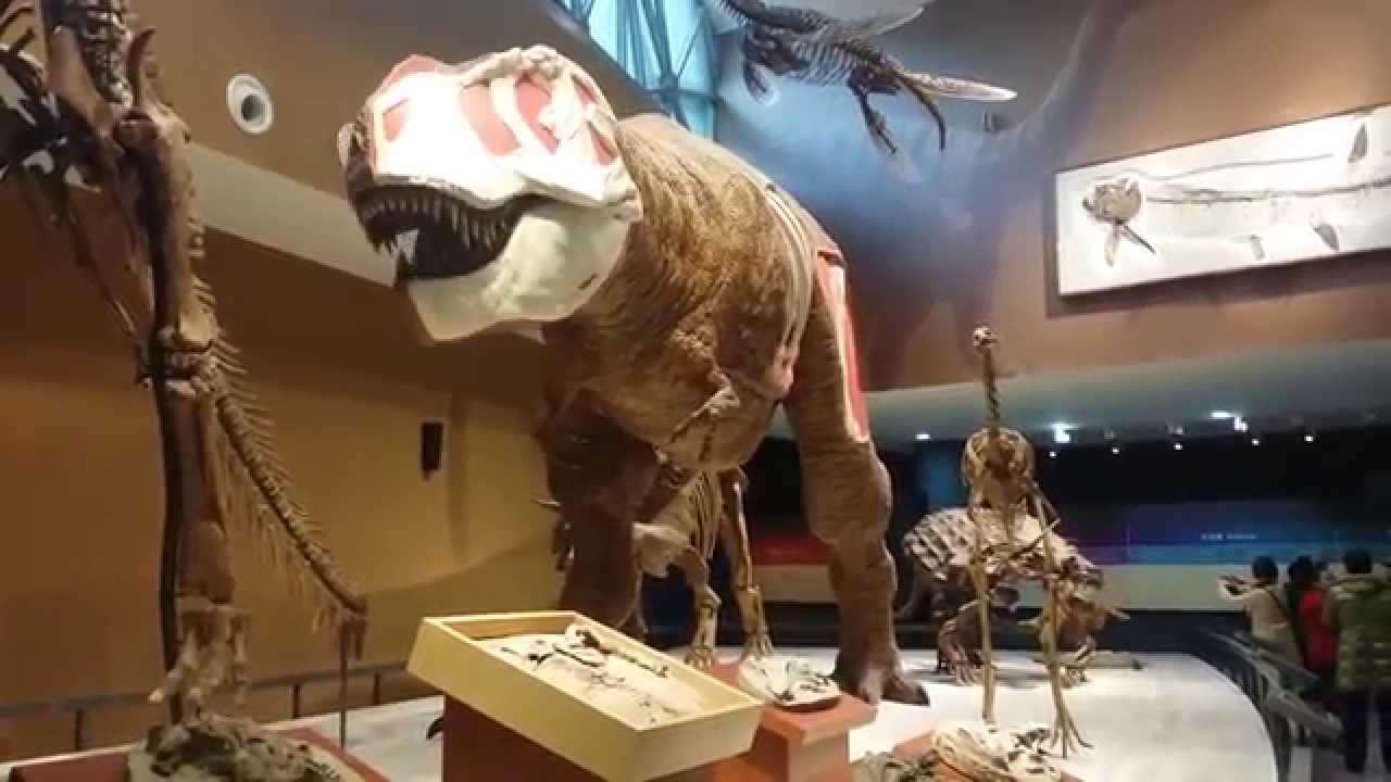 Natural History Museum Dinosaurs Youtube Natural History Museum Dinosaurs Youtube