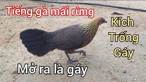 Tiếng Gà Mái Rừng Kêu Trống Cực Hay Cực Nhạy