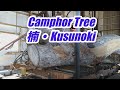 【製材】日本の曲がった楠木の製材です。Japan's camphor tree（KUSUNOKI)