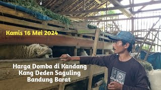 Melihat Langsung Domba & Tanya Harga di Kandang Kang Deden Saguling Bandung Barat Kamis 16/5/2024