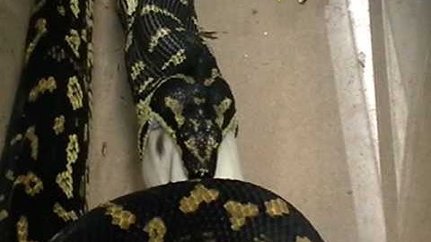 Jungle Carpet Python eats a large rat part 2