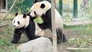 panda kawin romantis dan gemesin