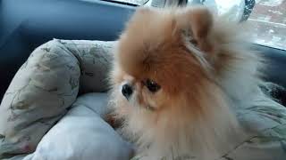 Adorable Mini Spitz Living in a Car: An Unusual Journey