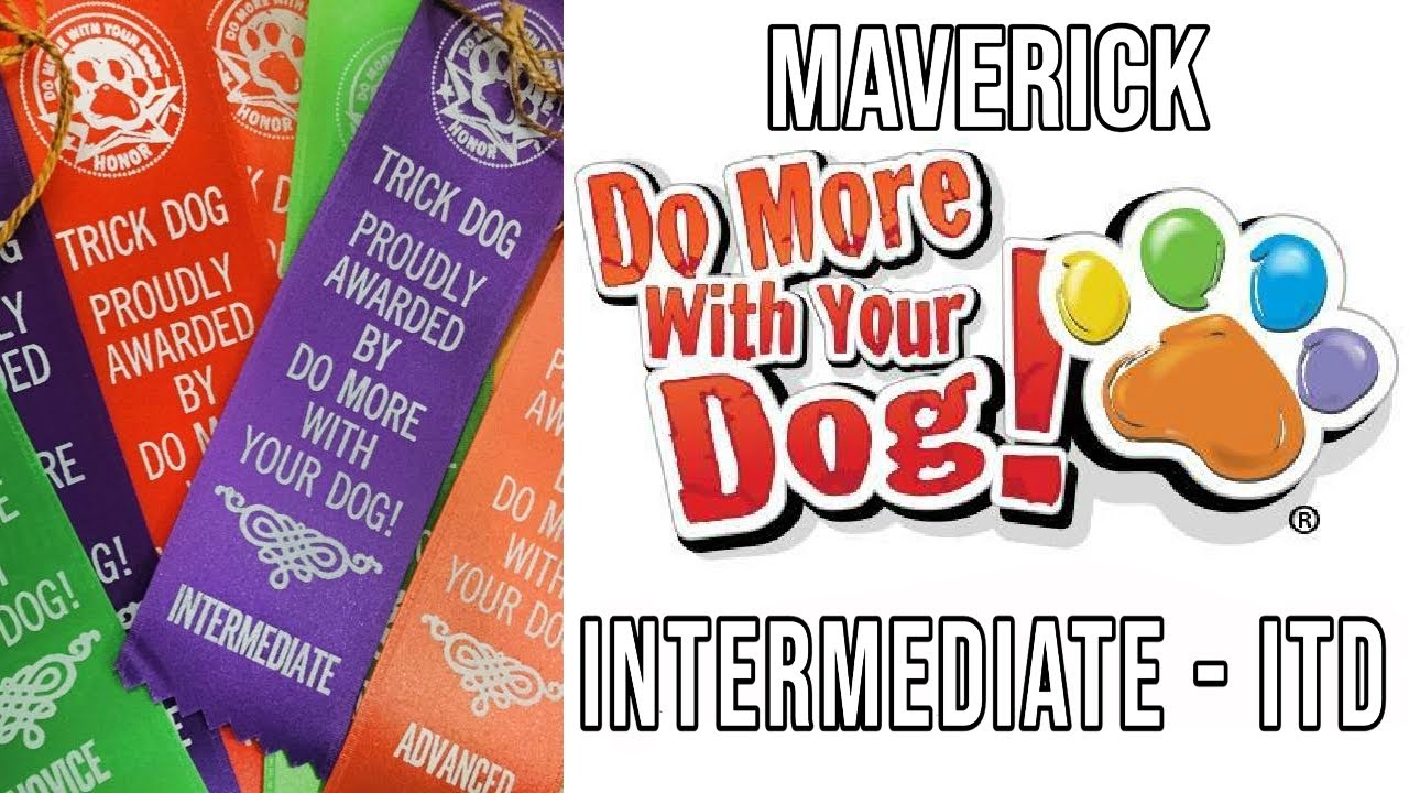 Do More With Your Dog - Maverick's Intermediate Dog Tricks - ITD