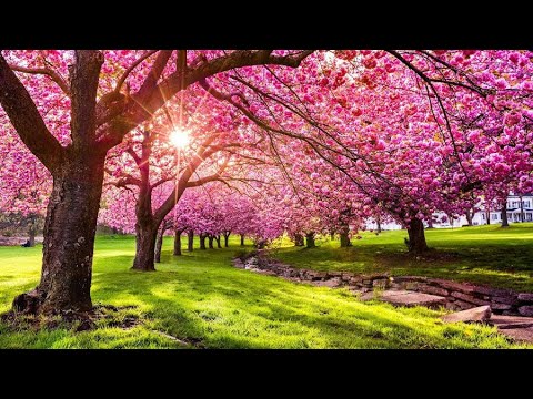 Spring (Official Music)🎶