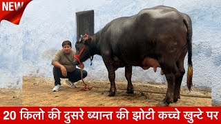 20 किलो की दुसरे ब्यान्त की झोटी कच्चे खुन्टे पर Biru Lambha khari ✅