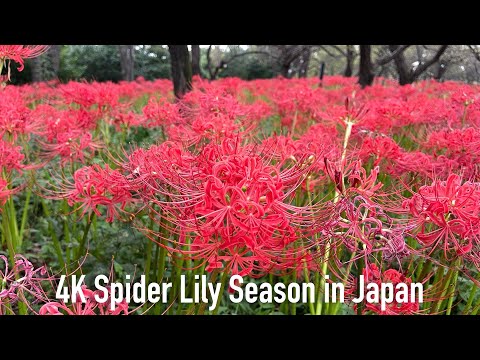 4K Japan Explore Kyodo No Mori Museum Spider Lily Park 2024.09.29 tkviper Explore Fuchu 府中市郷土の森博物館