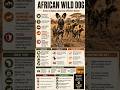 African Wild Dog: Africa’s Most Social Hunter