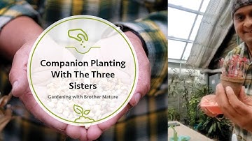 Companion Planting With The Three Sisters: Sister Corn, Sister Bean & Sister Squash