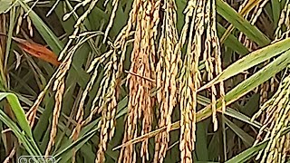 LS 43.. Re-live for WH.. thanks for dropping by.. 🥰🥰