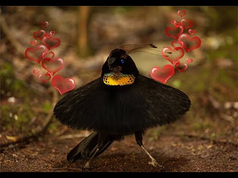 Video: Hermoso pájaro - urogallo negro