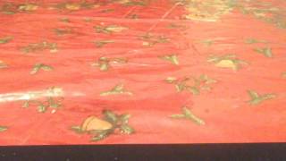 Hah Ser Intresantes Video