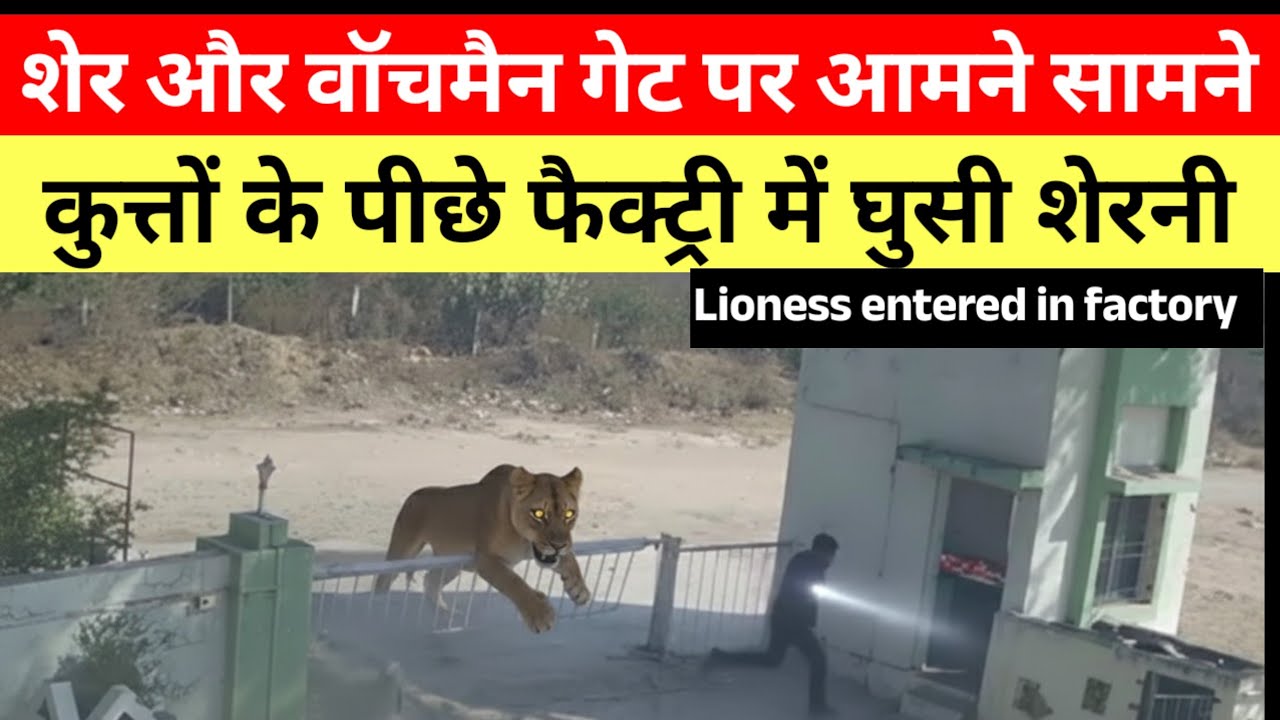 शेर को देखकर गेटमैन ऐसे भागा?//फैक्ट्री में घुसी शेरनी ने क्या किया? #lions #girforest 