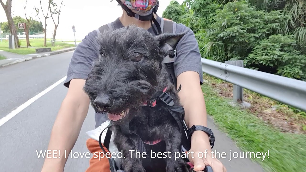 Buddy Rider (going to the park) YouTube