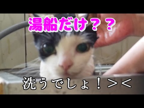 【cat!-gato!-neko!】the-cat-on-the-day-of-the-rain-and-bath.