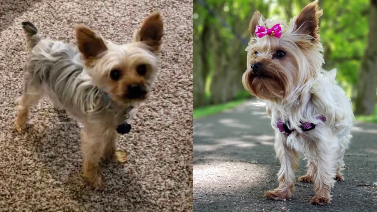 Is RAW food good for a Yorkie? - YouTube