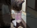 あえて人間の水を飲みにくる子#shorts