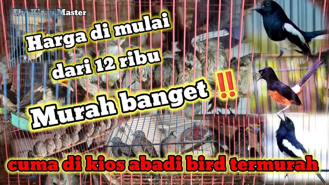 GILA ‼️ Review burung harga cuma 12 ribu sudah dapat burung gacor hanya ...