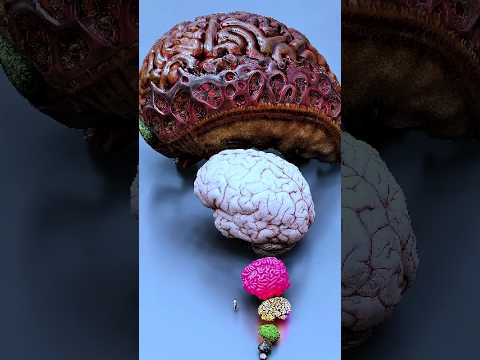 حجم دماغ غوريلا  بلوب البحر