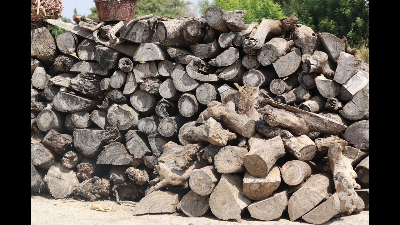She(a) Matters: How Tree Felling Threatens Business and Environment