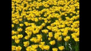 Tetty Kadi - siapa pernah jatuh cinta (pop indonesia)