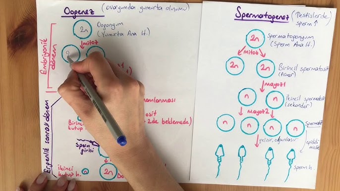 Oogenez va spermatogenezning farqlari