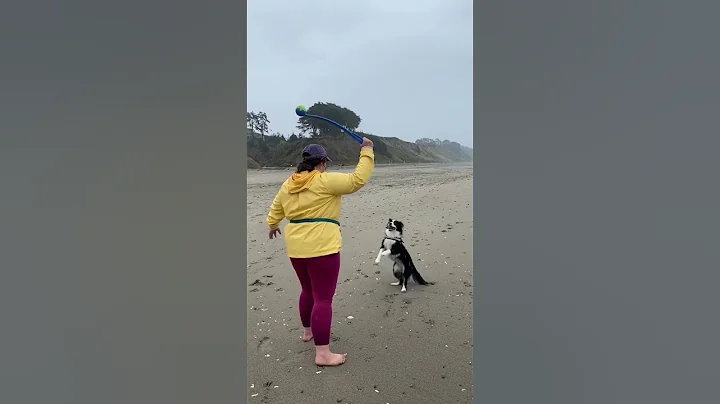 Weekend getaway #rain #beach #dog #puppylove #tren...