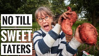THE Sweet Potato Harvest | Y'ALL IT'S INCREDIBLE!!