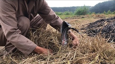 Cá trê đồng nướng rơm giữa cánh đồng quê hương cuộc sống thật tự tại