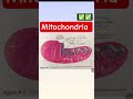 MITOCHONDRIA...??🤔#biology #science #dsssb #kvs #students