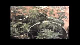 Growing Medical Cannabis Day 0