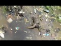 Ternyata Begini Cara Berantemnya Biawak.. Seru.. Tonton Sampai Habis..