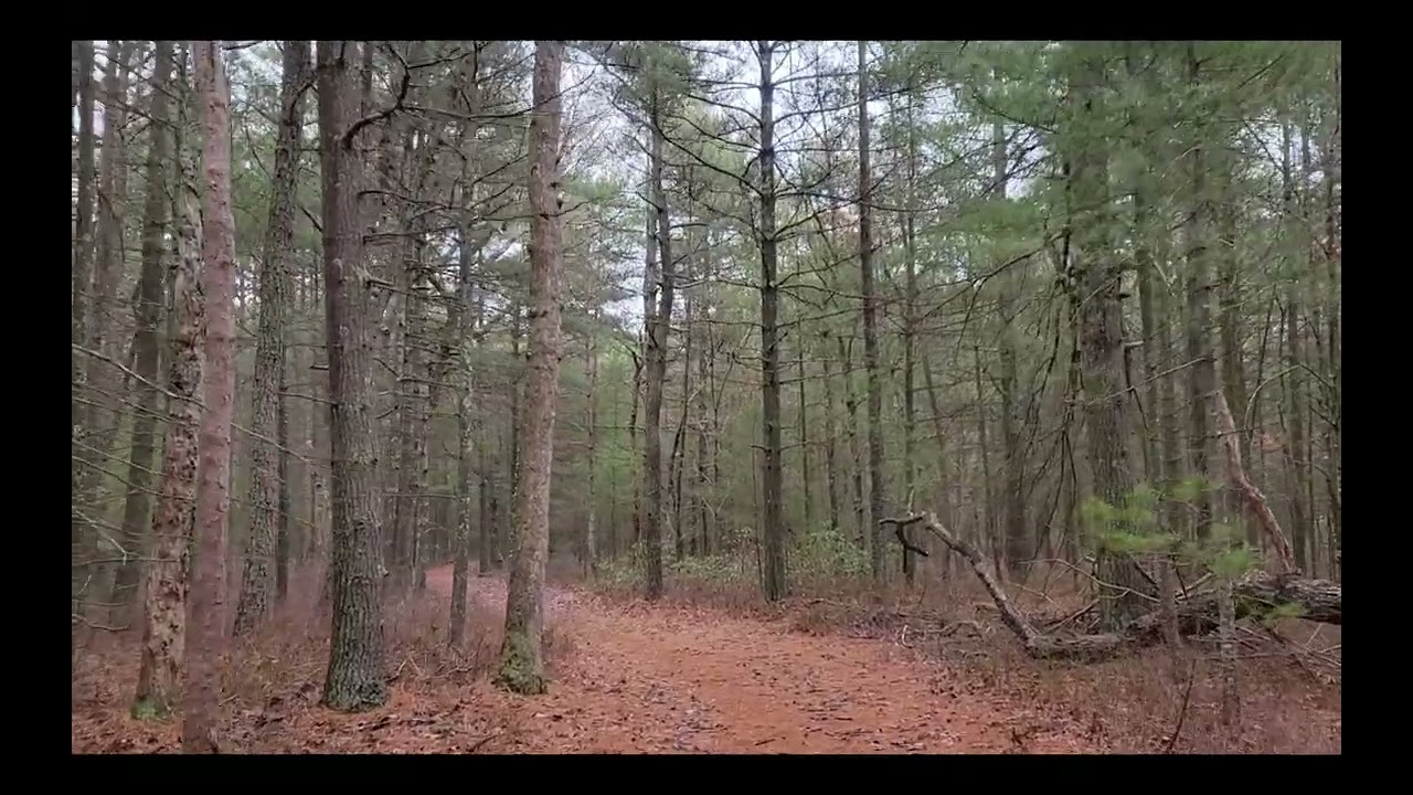 Cold Day on the Bass River State Forest Green Trail