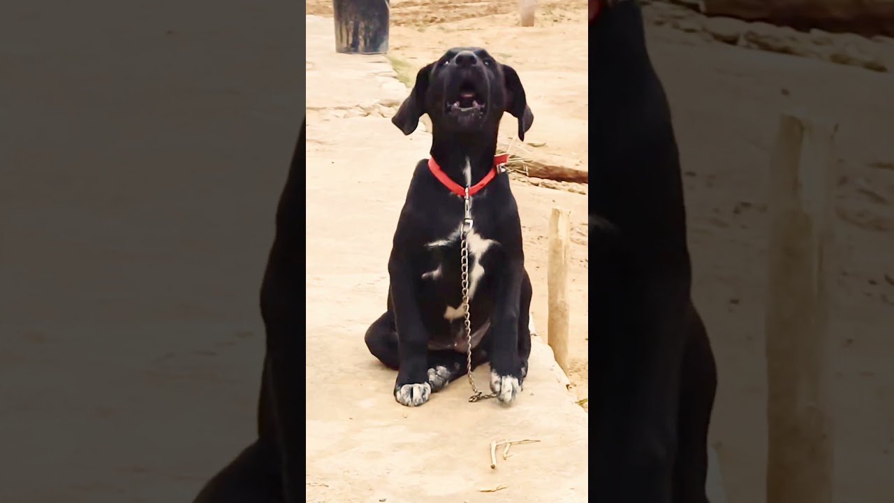 Baby Dog 🐶 Barking Sound 21  