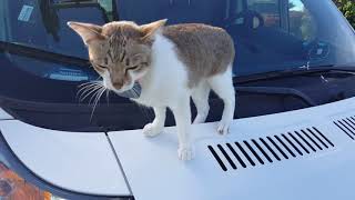 Lookchin And The Cable Guy