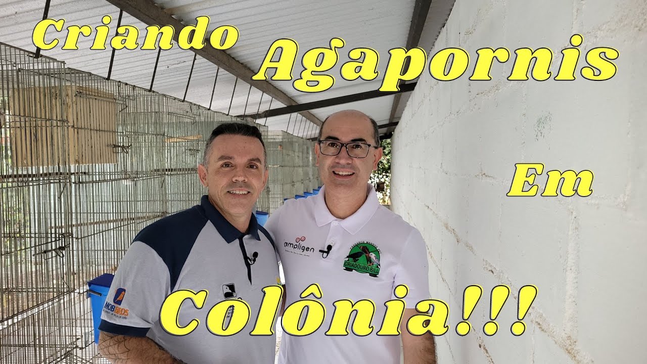 Série SP com Ampligen,Danilo Gonsales Criando Agapornis em Colônia.