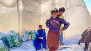 unseen Sindhi desert Hindu hardwork in fields in pakistan | Cucumber farming in Pakistani Village