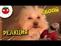 ЗАСМЕЯЛСЯ - ПОДПИСАЛСЯ!! ЛУЧШИЕ ПРИКОЛЫ I 488 СЕКУНД СМЕХА - РЕАКЦИЯ НА БАЛТИМОР