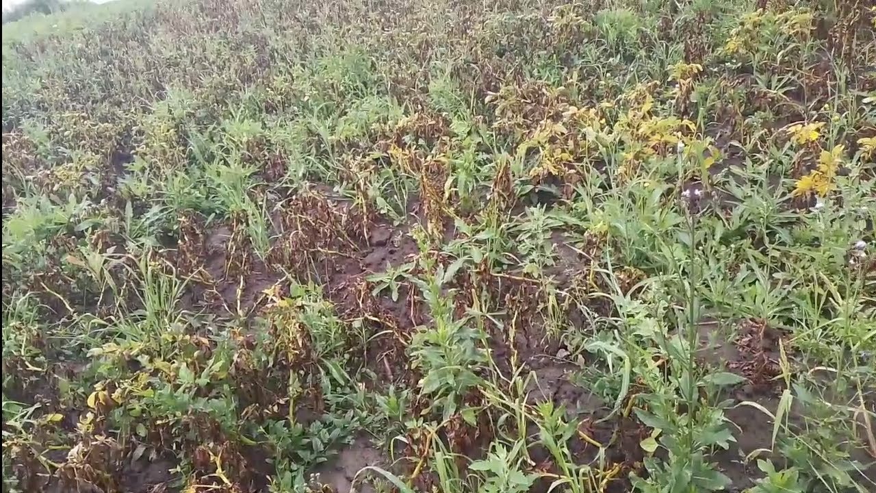 Фитофтороз уничтожает урожай картошки. Сорта картошки устойчивые к фитофторозу.