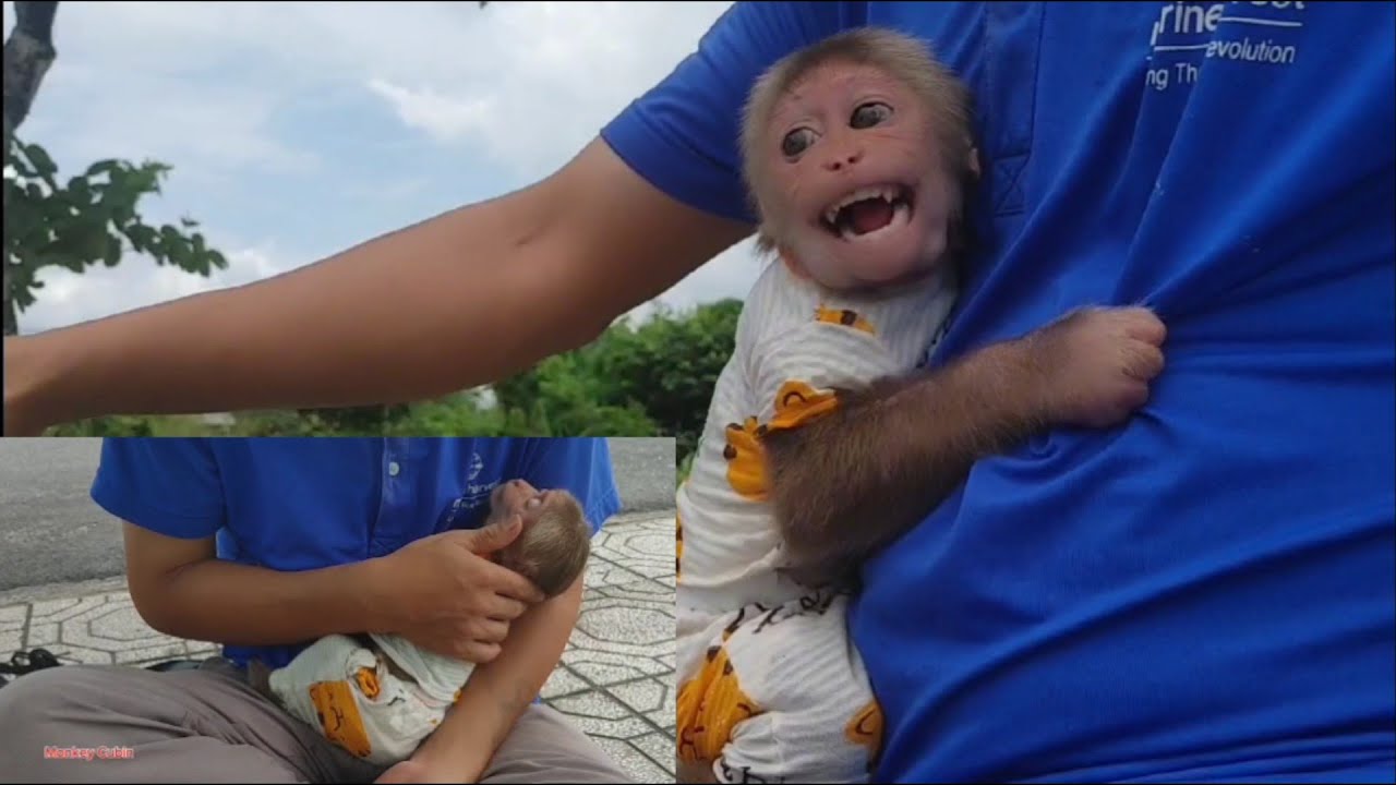 You’ll Melt! Baby Monkey Cubin Naps in Dad’s Arms – Pure Trust & Love
