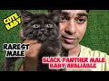 🔥Rare Black Triple Coat Persian Cat Male | Top Quality Persian Cat for Sale