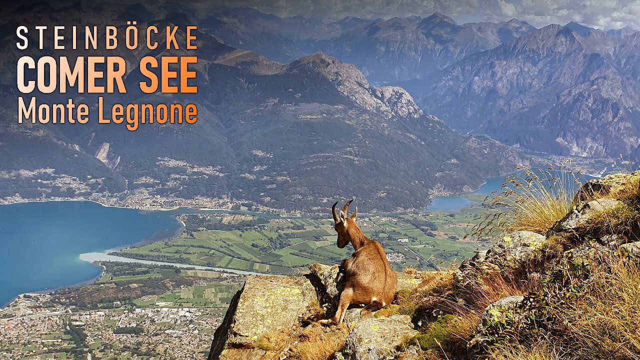 Alpine Gipfeltour mit Steinböcken über dem Comer-See am Monte Legnone